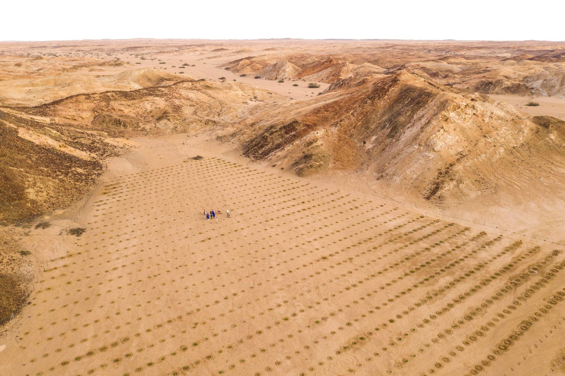 Jojoba for Namibia