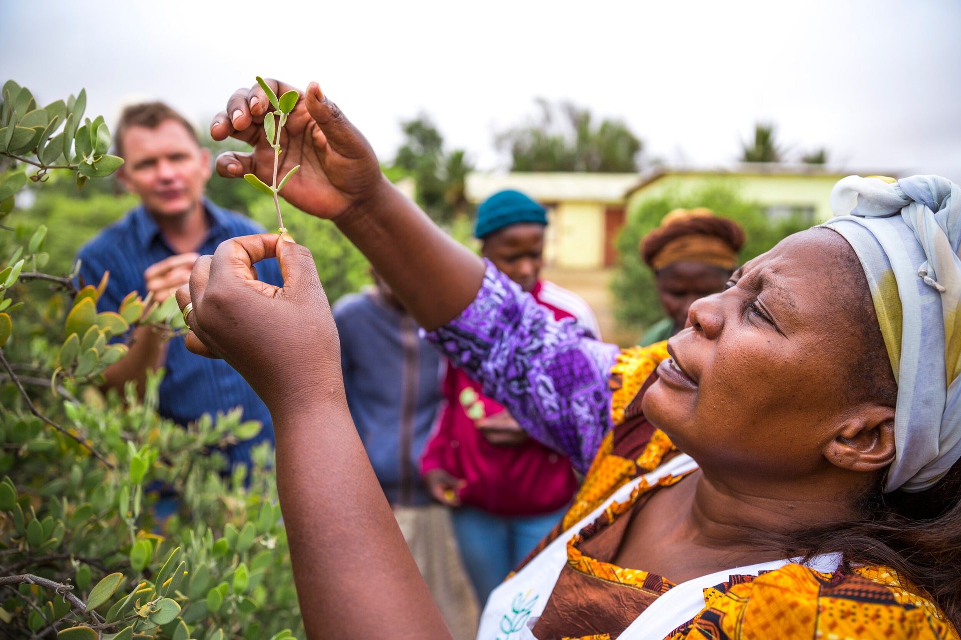 Jojoba for Namibia