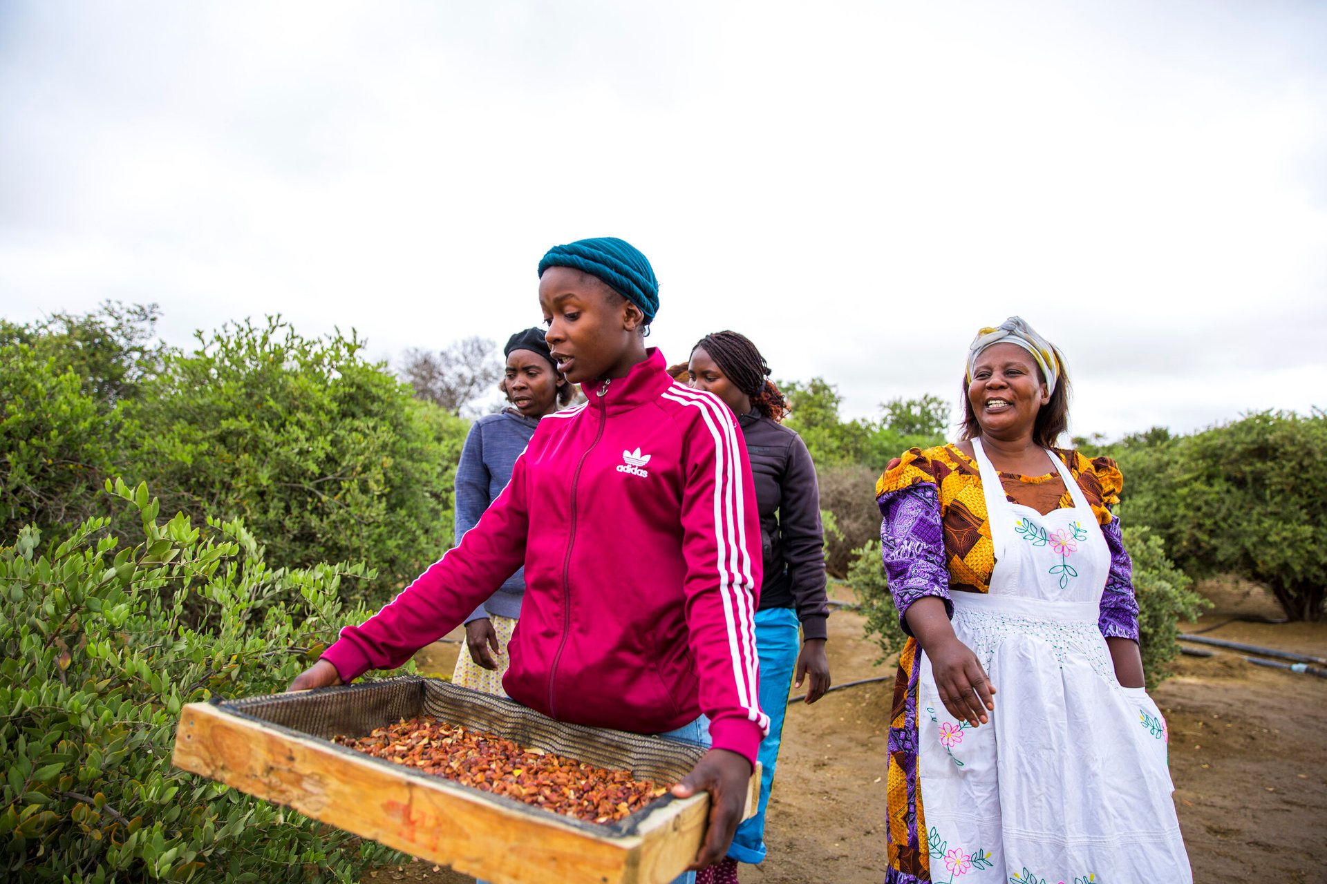 Jojoba for Namibia