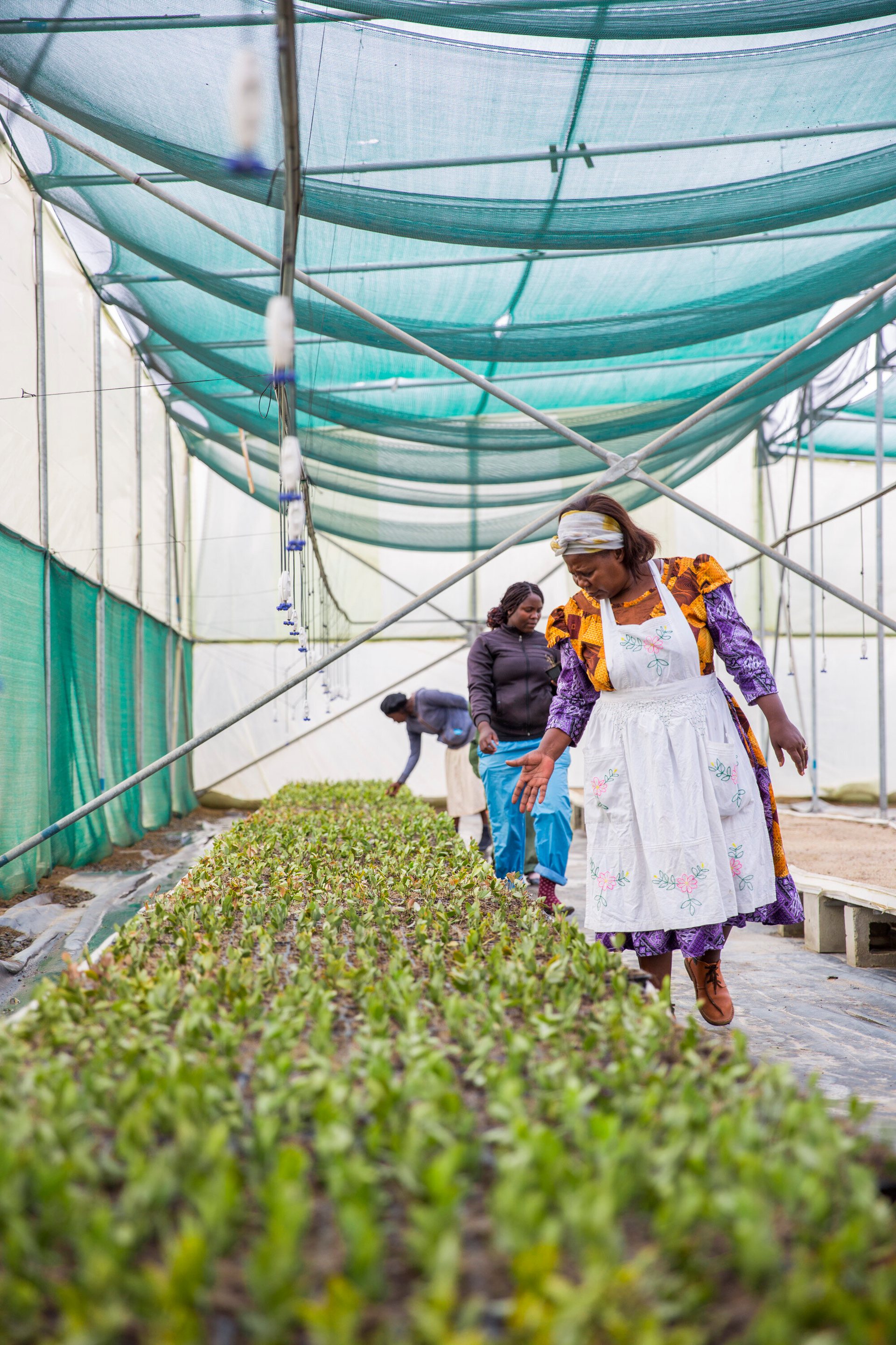 Jojoba for Namibia