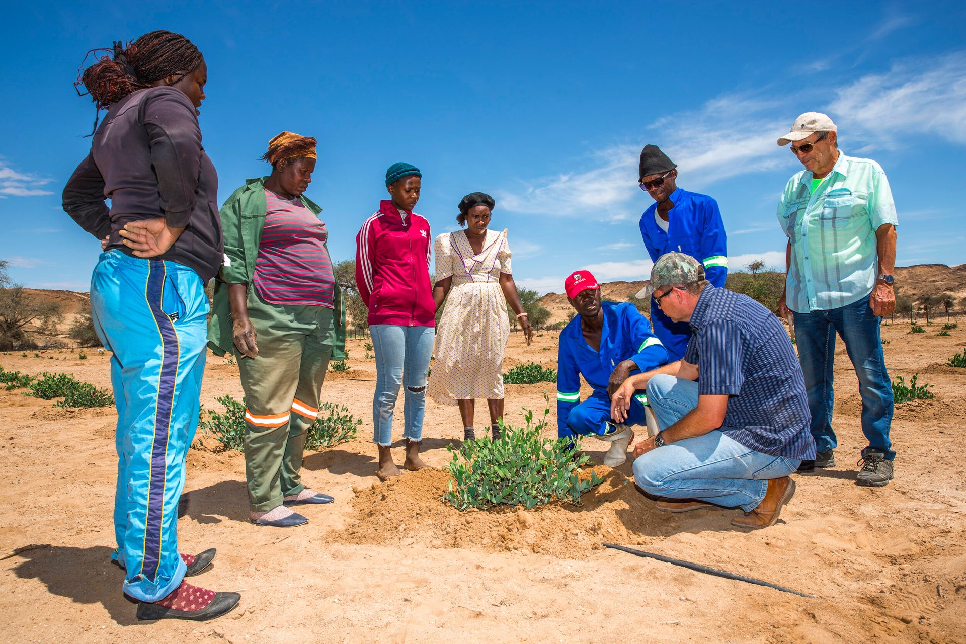 Jojoba for Namibia