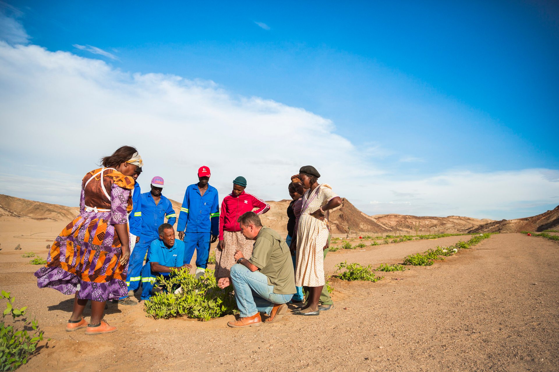 Jojoba for Namibia