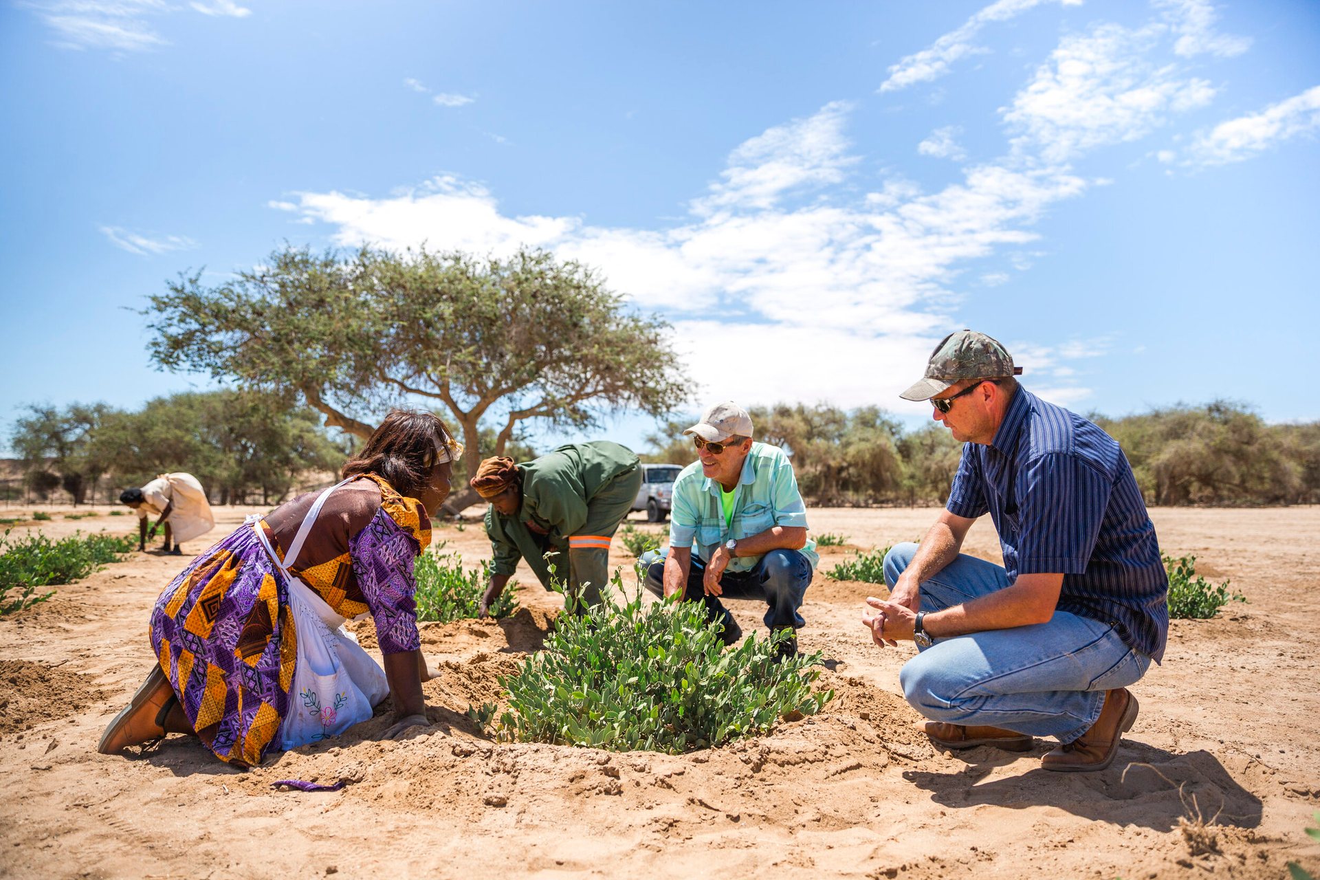 Jojoba for Namibia
