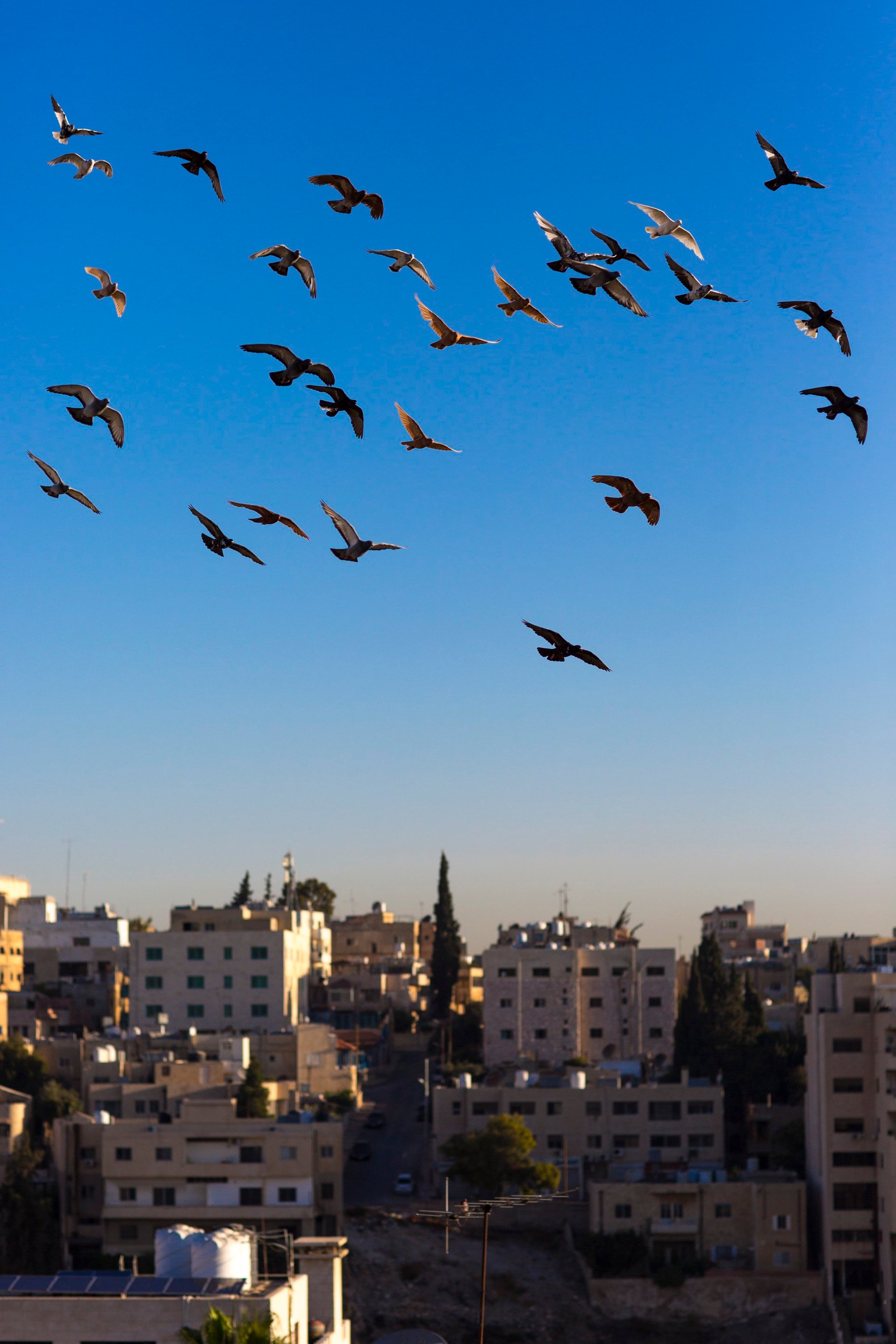 Narratives Of Displacement